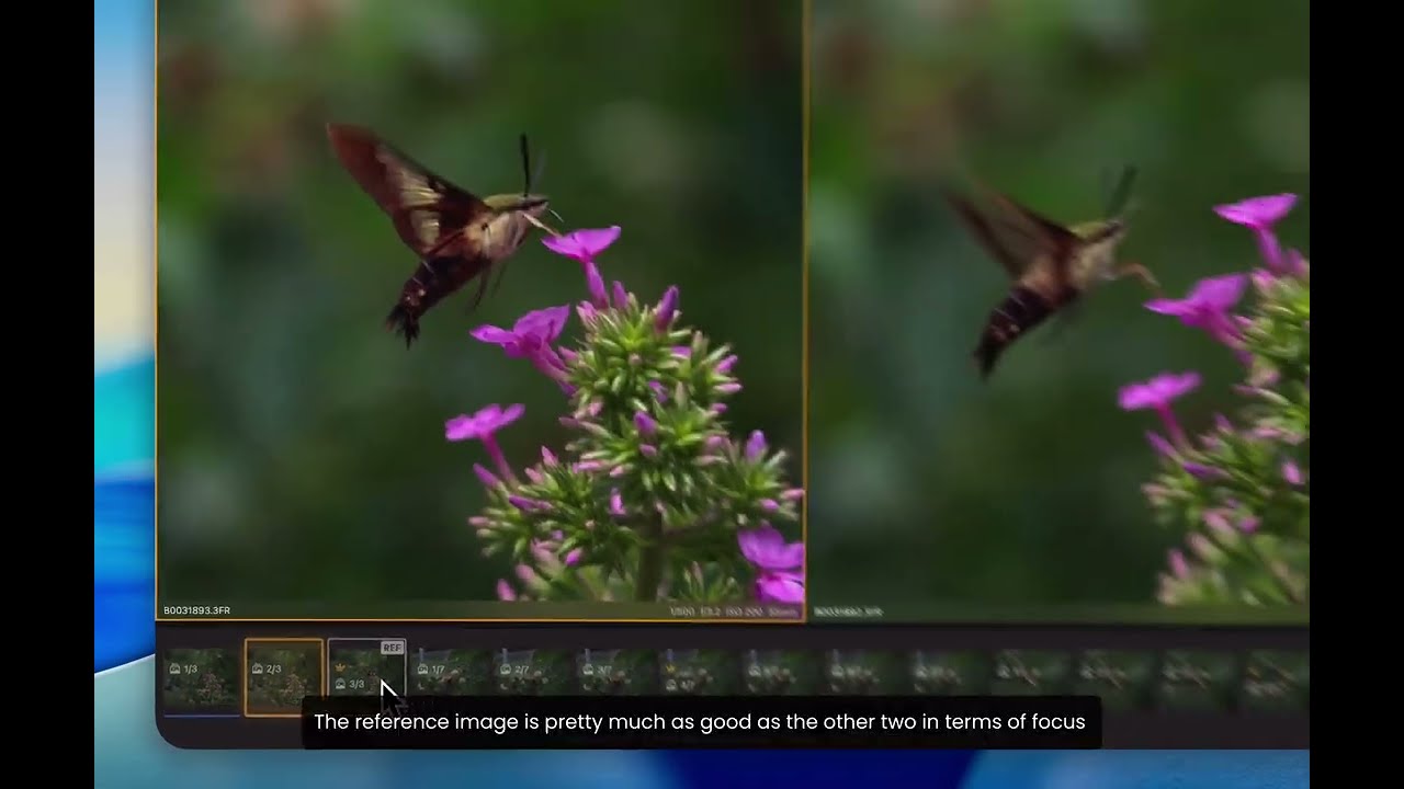 Video still of the Palomino compare view with two burst frames of a hummingbird moth feeding at a pink flower